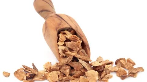 菊苣根的功效和作用