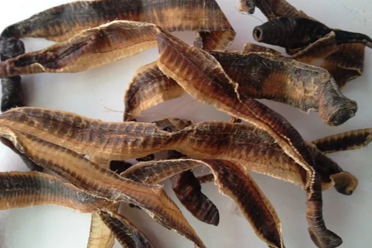 地龙草药图片大全