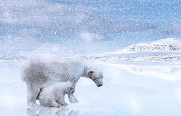 北极熊为什么不怕冷 北极熊靠什么来保暖