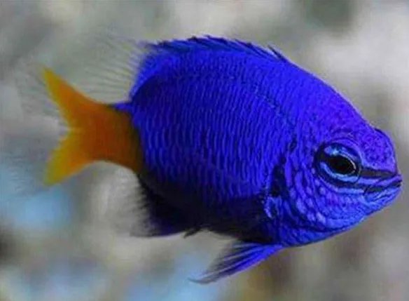 十种最漂亮的热带鱼,世界上最美的热带鱼(附图片)