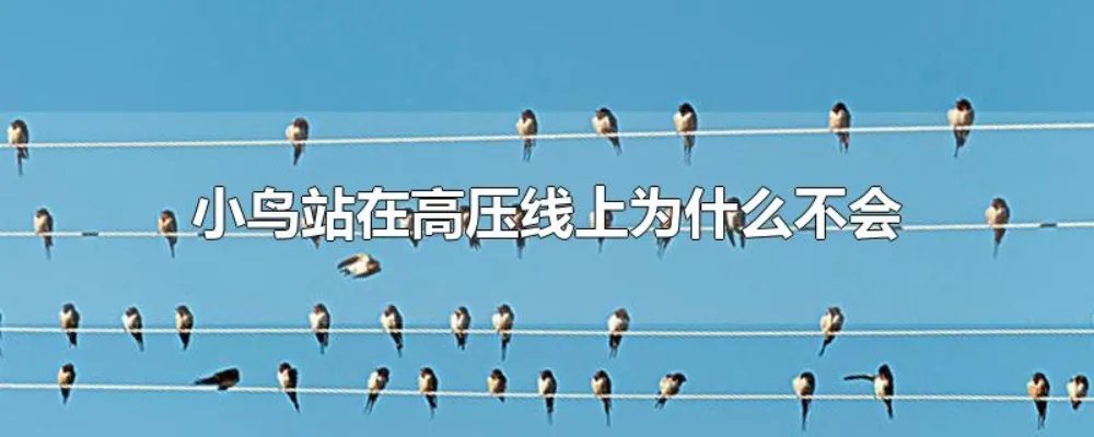 小鸟站在高压线上为什么不会触电