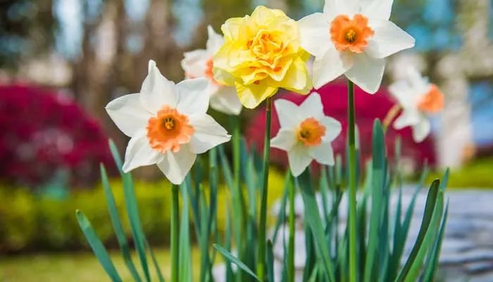 一花独放不是春百花齐放春满园是什么意思