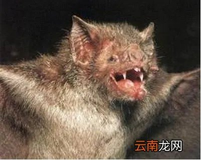 猪脸大蝙蝠存在吗,猪脸蝙蝠图片大全