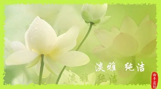 关于荷花的资料