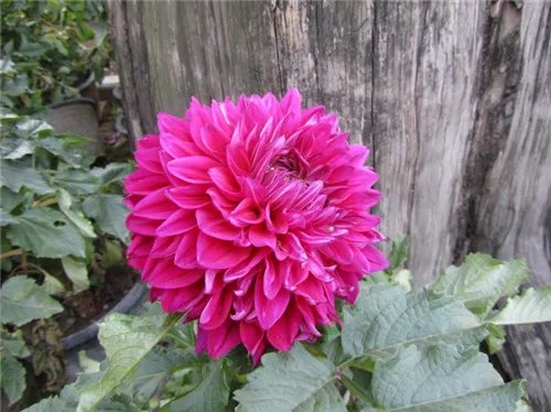 山芋花怎么养 山芋花有毒吗