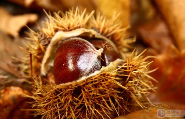 板栗怎么保存不会坏