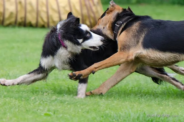 狗狗有跳蚤如何处理 狗狗身上有跳蚤怎么办