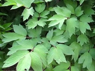 柞树叶的功效与作用