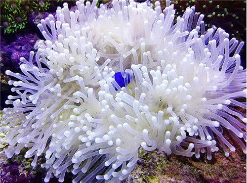 海葵是什么  如何食用海葵