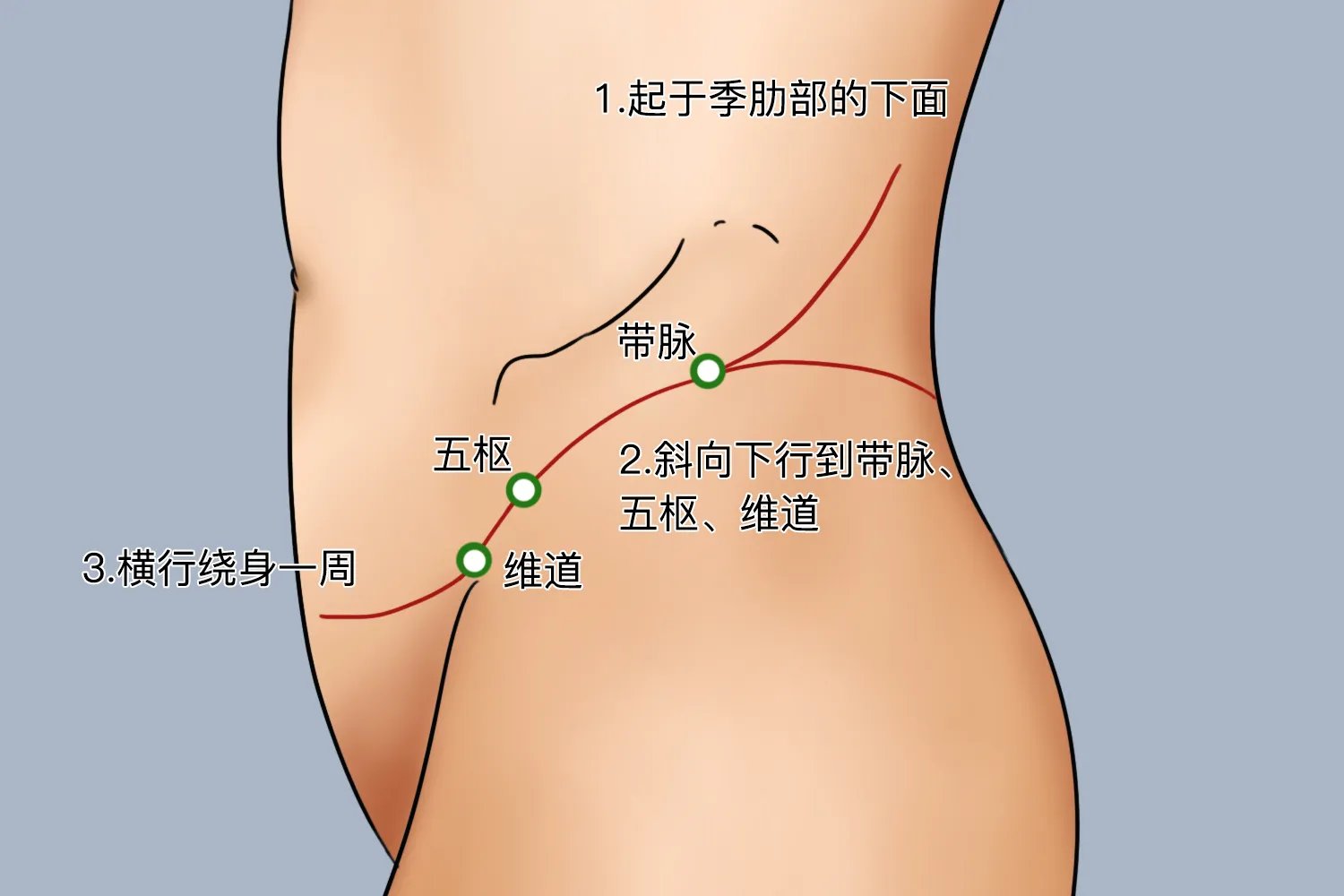 带脉的位置与作用和功效