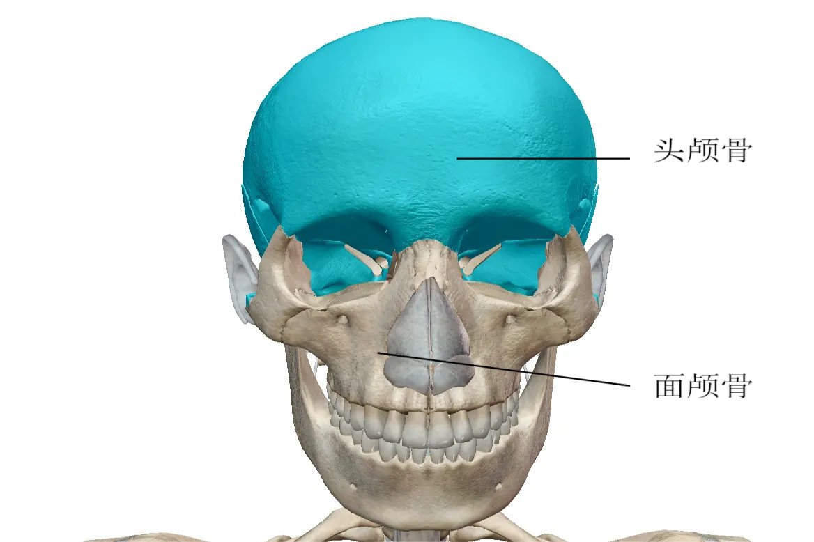 解剖图片人全身骨骼图