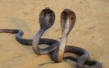 马月是几月 农历干支中马月是几月