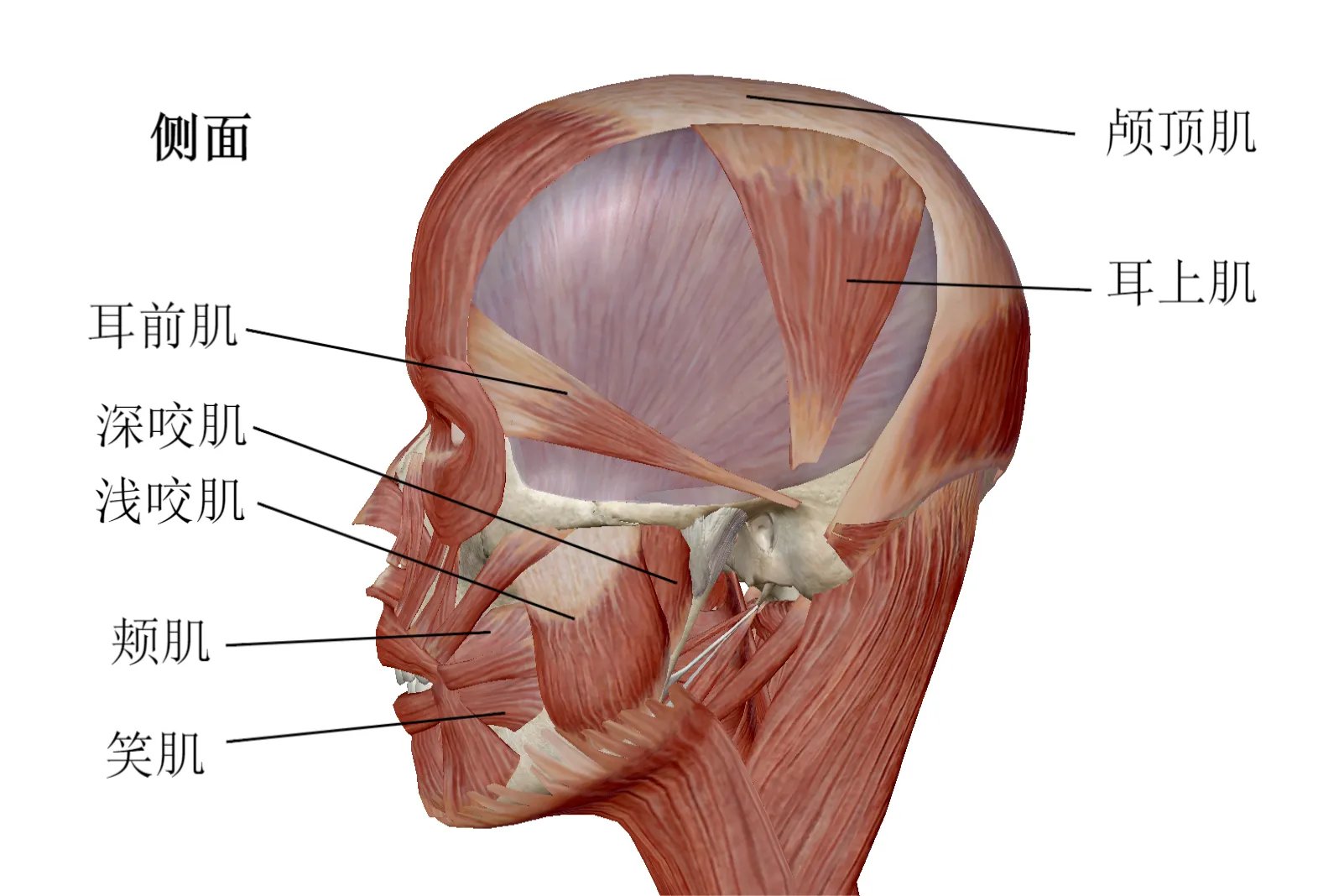 人体头部结构图及名称