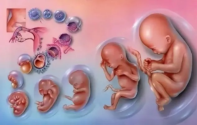 天津试管捐卵试管-天津试管婴儿医院