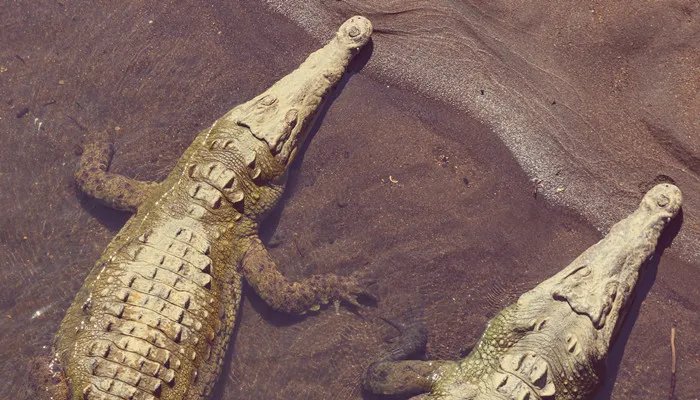 鳄鱼的眼泪是什么意思 不要相信鳄鱼的眼泪是什么意思