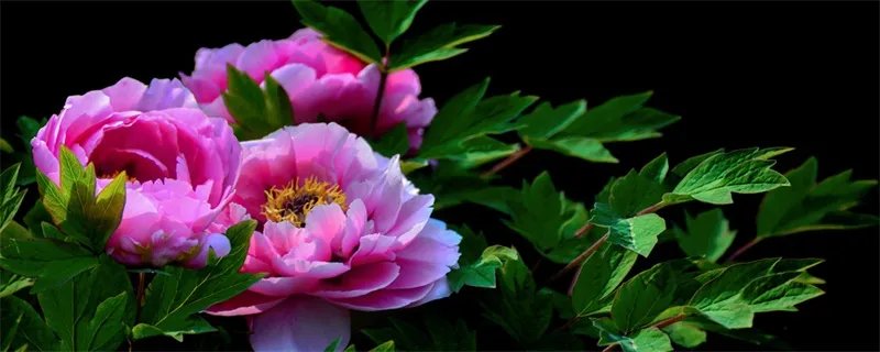 牡丹花怎么养 牡丹花的养殖方法