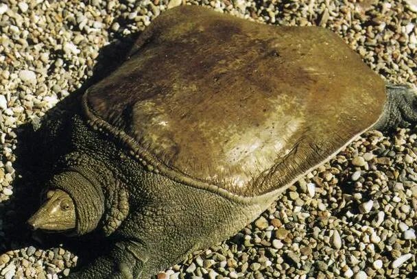 山瑞鳖:形似甲鱼,孵卵形式特别(借助阳光热能孵化)