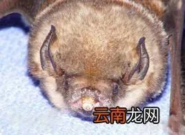 猪脸大蝙蝠存在吗,猪脸蝙蝠图片大全