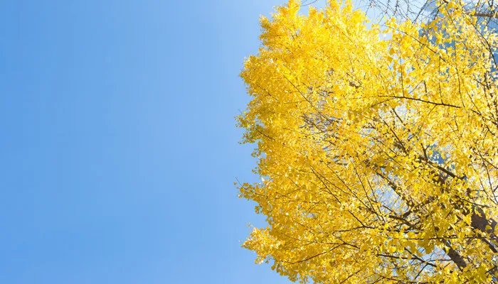 银杏属于什么种类水果 银杏属于哪种水果