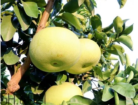玉环文旦什么时候成熟 玉环文旦多少钱一斤