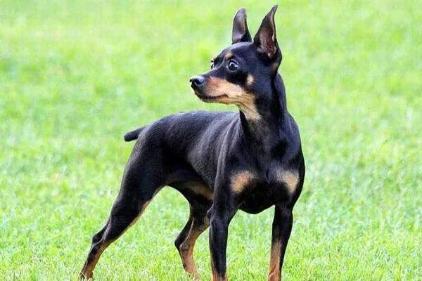 世界十大最小的狗 最小吉娃娃体重仅有1公斤左右