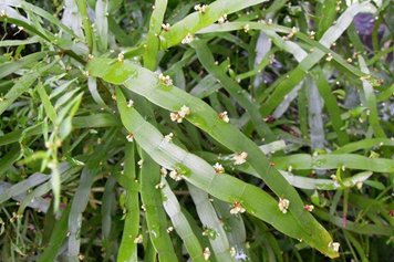 竹节蓼的功效与作用