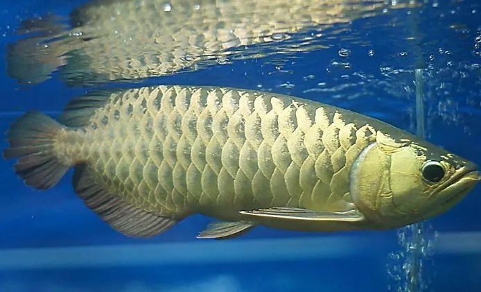 十种最漂亮的热带鱼,世界上最美的热带鱼(附图片)