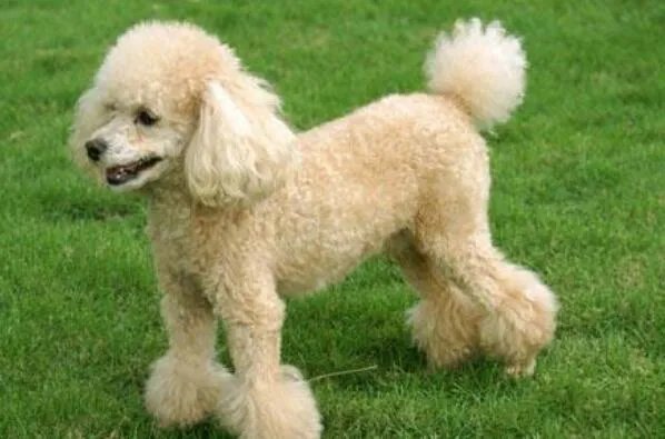 十大智商最高的狗排名 贵宾犬上榜，第七原产于加拿大