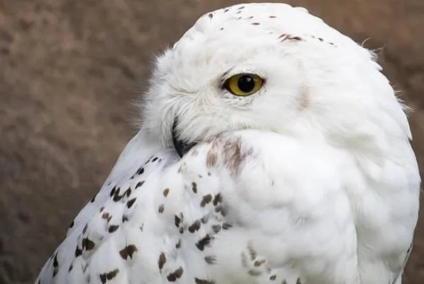 世界上十大最危险的鸟类，秃鹫被用于天葬，第二是菲律宾国鸟