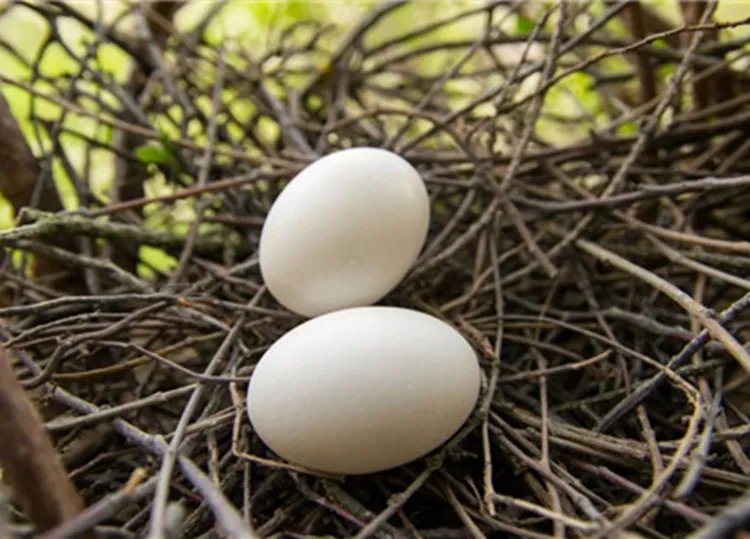 鸽子蛋的功效与作用