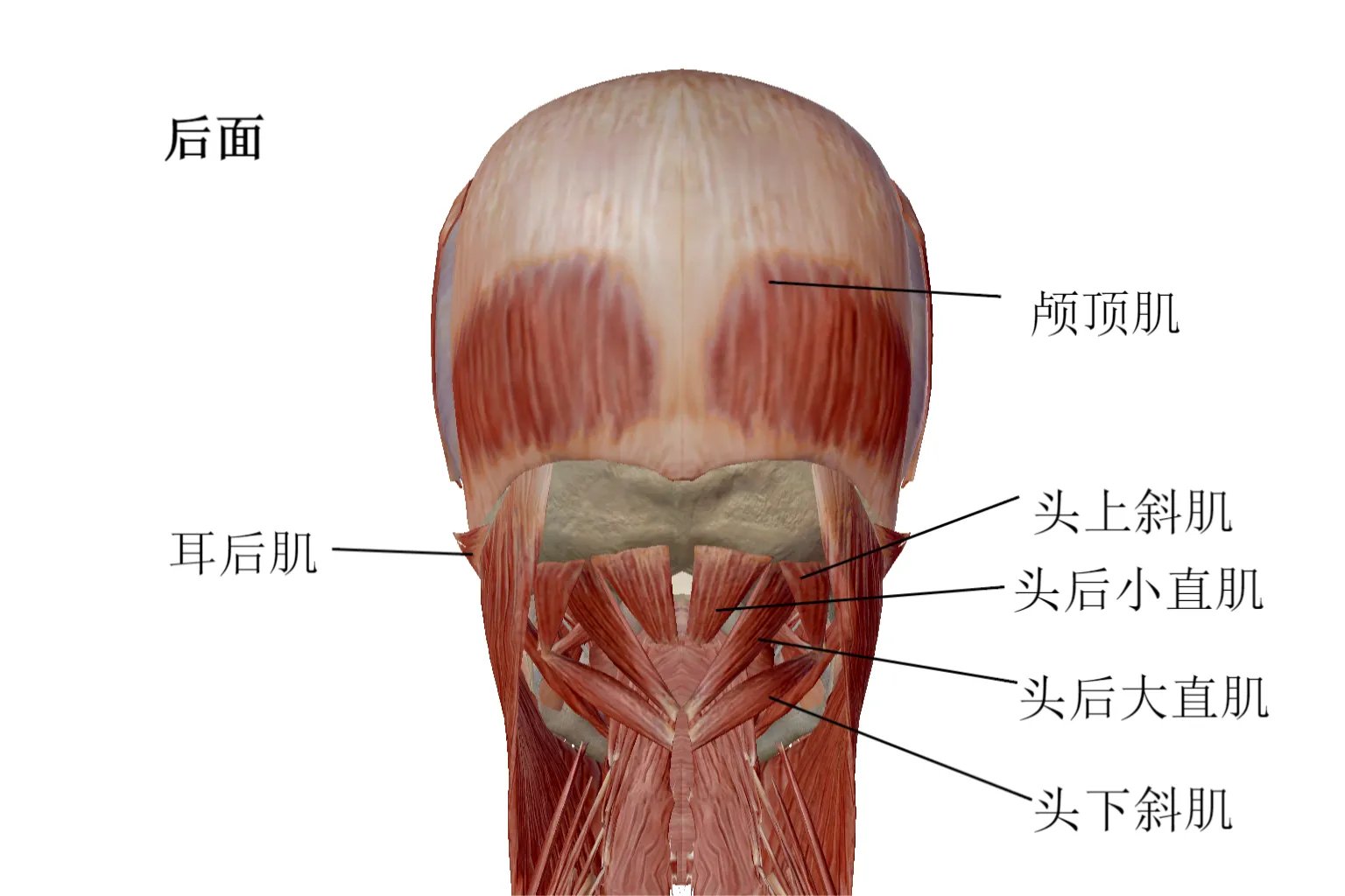 人体头部结构图及名称