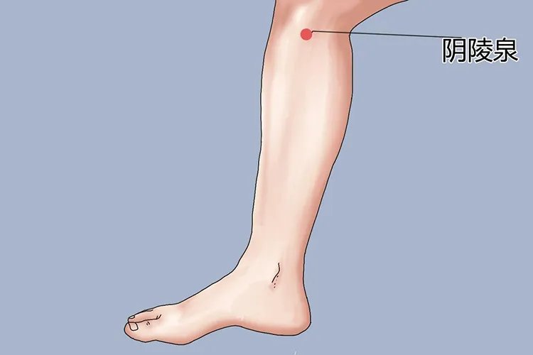 阴陵泉准确位置图和作用功效