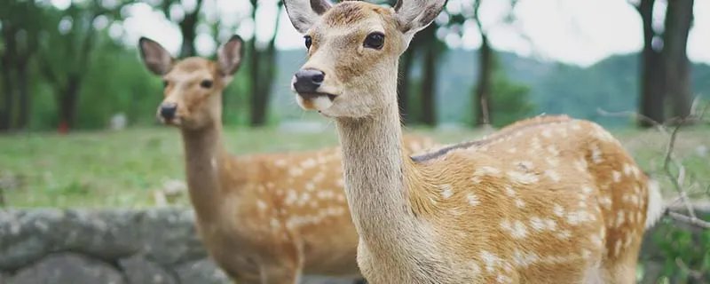 梅花鹿吃什么食物 梅花鹿一般吃什么食物