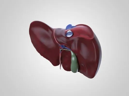 谷氨酸转氨酶的危害