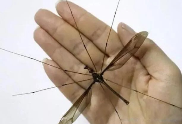 金腹巨蚊图片长什么样 世界上最大的蚊子金腹巨蚊是什么