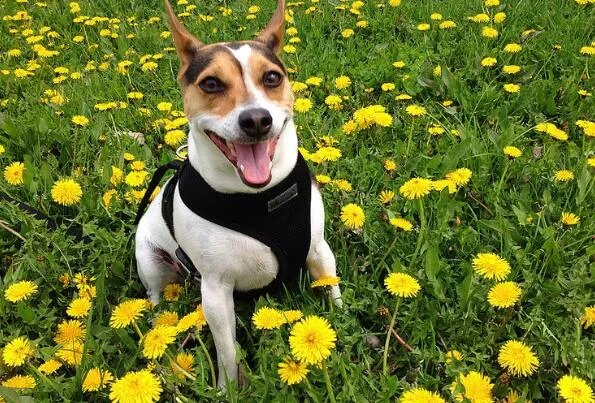 世界上最小的狗前十名 博美犬上榜，第一身高仅有15厘米左右
