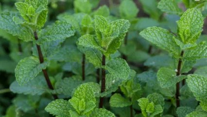 薄荷的英文名称是?