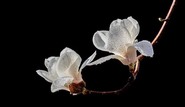 感恩的句子经典语录 感恩身边人的经典语录