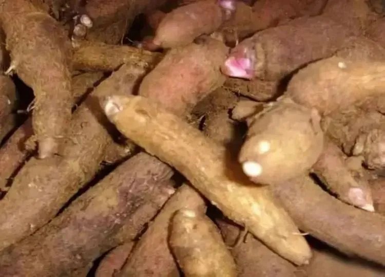 生草乌的功效与作用