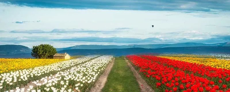 郁金香开花时间 郁金香开花时间是多久