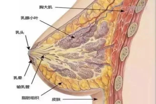 胸的结构是什么样的