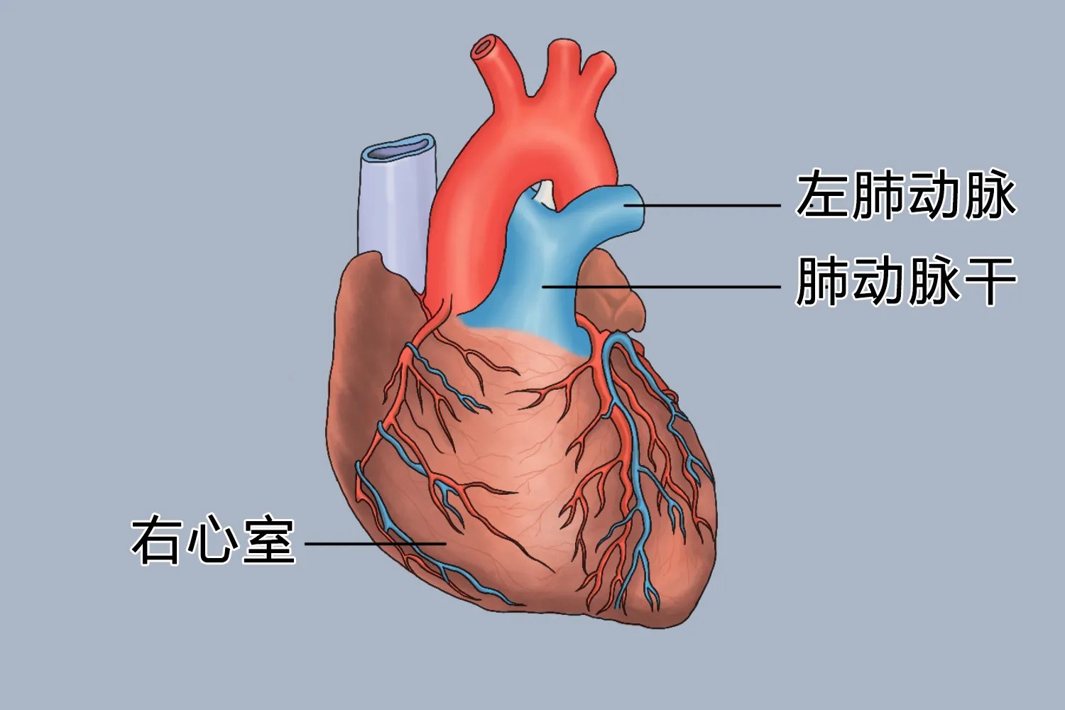 大动脉在哪个位置
