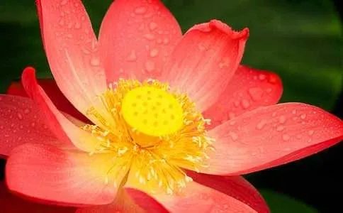 荷花的资料介绍