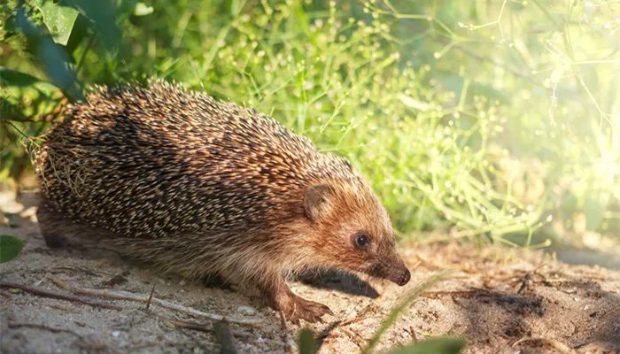 小刺猬吃什么 小刺猬吃什么东西