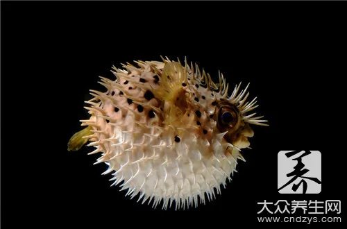 河豚鱼中含的河豚毒素是是什么?