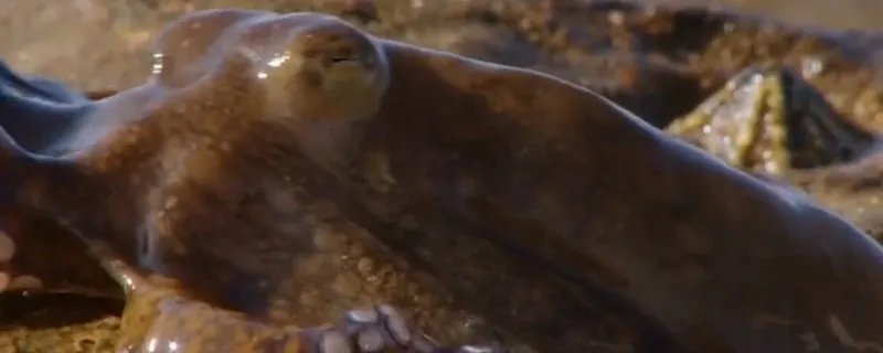 章鱼的血液是什么颜色