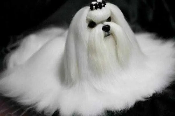 世界十大最小的狗 最小吉娃娃体重仅有1公斤左右