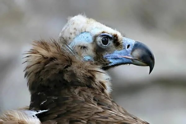 世界上十大最危险的鸟类，秃鹫被用于天葬，第二是菲律宾国鸟