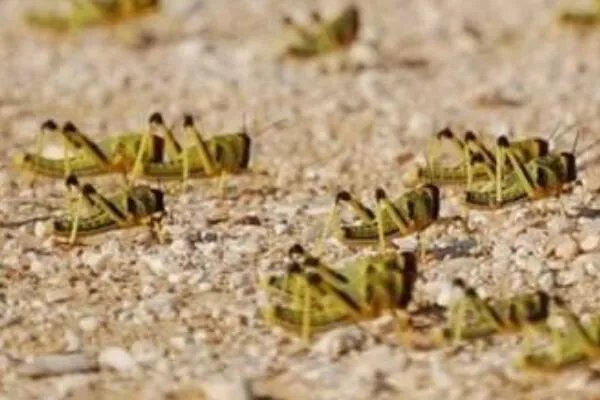 蝗灾时蝗虫真的吃人吗?会分泌苯乙腈气体(不会吃人)