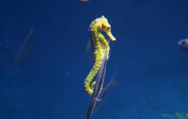 十种最漂亮的热带鱼,世界上最美的热带鱼(附图片)